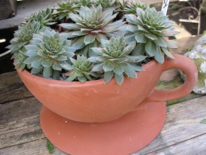 a plant-lover's cup of tea