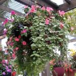 Living Bouquet Baskets- click here to learn how!
