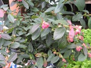 Blueberries are ornamental, too