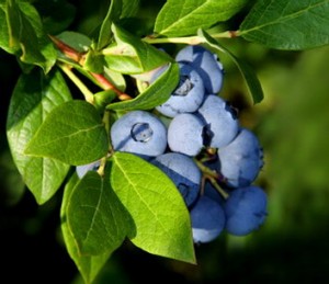 bunch of blueberries surrounded by green leaves