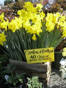 Crate o' daffodils