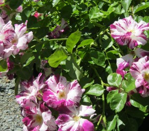 'Purple Splash' climbing rose
