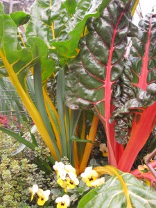'Bright Lights' chard