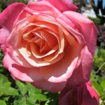 First Prize, a hybrid tea