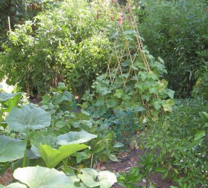 Veggie Garden at Susan's
