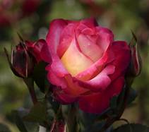 Dick Clark rose