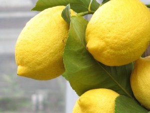 Eureka Lemon tree loaded with fruit
