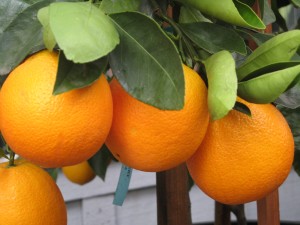 Home grown oranges