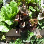 You Can Plant Winter Veggies