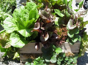 Let us have Lettuce(2)
