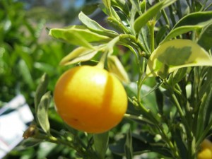 calamondin
