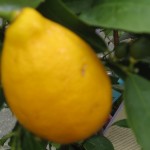 Got Citrus? We do!
