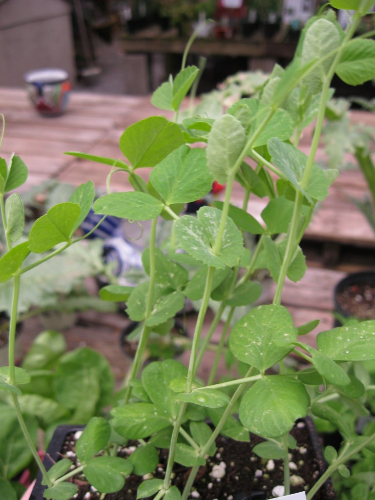 sugar snap peas