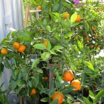 winter is loaded with mandarins