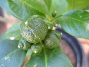 young limes