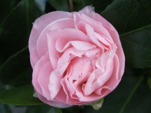 'Debutante' camellia japonica, just starting to open