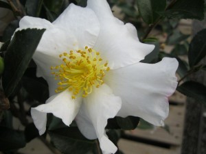 'Setsugekka' camellia sasanqua