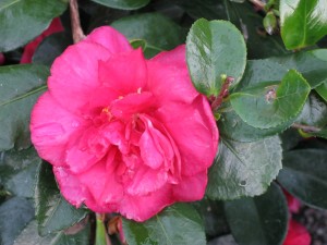 camellia flower, 'Shishi Gashira'