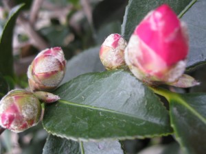 getting ready to pop