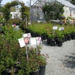 King’s Premium Roses