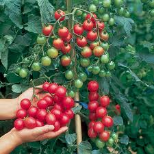 tomatoes