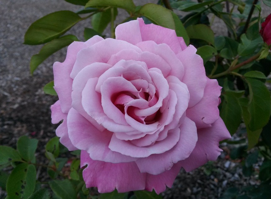 Blog -What's new at King's Flower Nursery in Santa Rosa